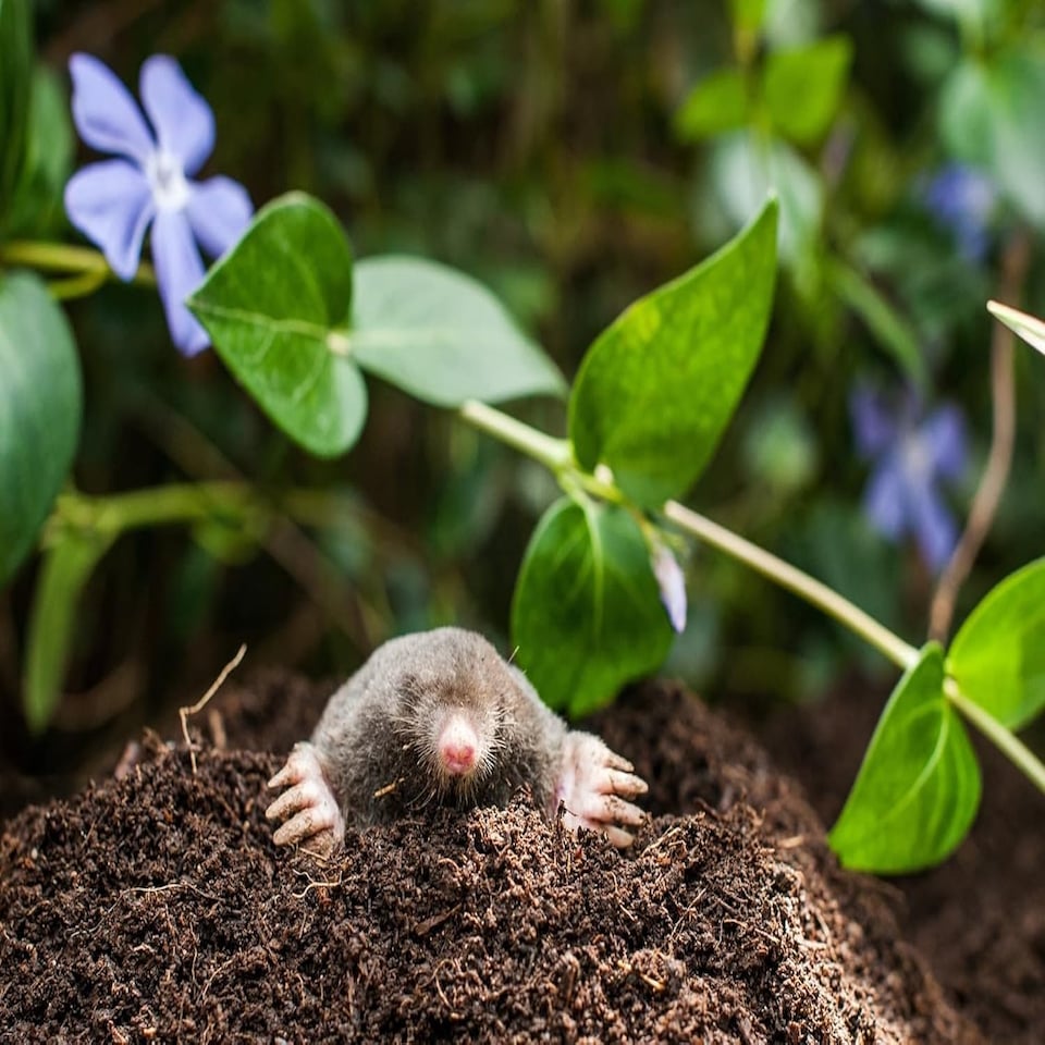 image 1 of Vitax Stay Off Mole Repellent 500g