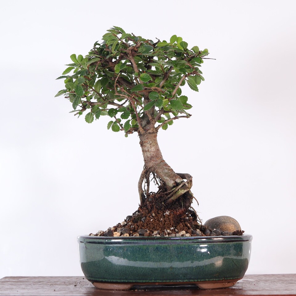 image 1 of Yorkshire Bonsai Chinese Elm (Ulmus Parvifolia) Bonsai Tree Broom In 16cm Pot Great Gift