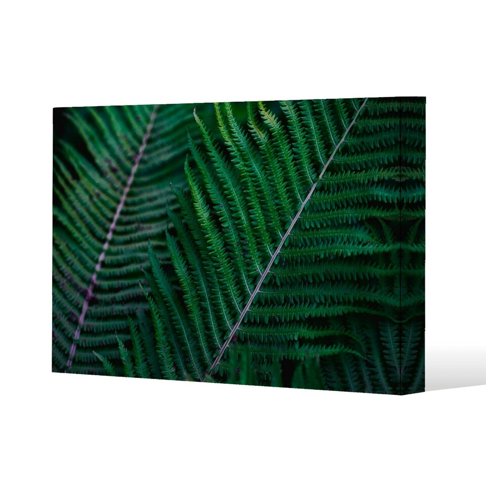 image 1 of green leaves, abstract flora texture (Canvas Print)