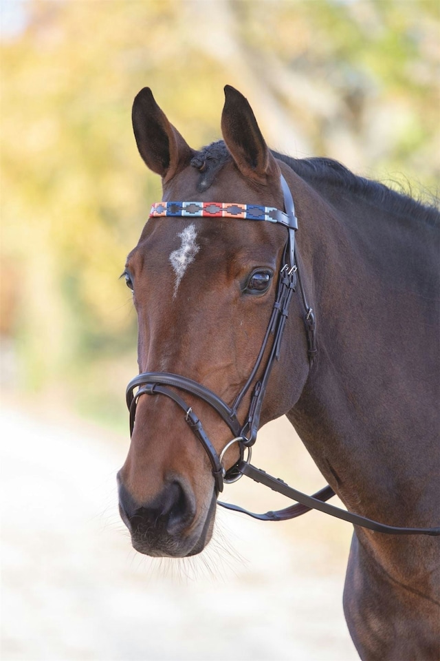 image 1 of Shires Blenheim Leather Polo Browband | Blue | Colour: Pink/Natural/Navy
Size: Pony