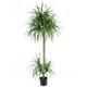 image 1 of 180cm Dracaena Realistic Artificial Tree