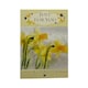 image 1 of Just For You Spring Daffodils and Butterflies Design Easter Card