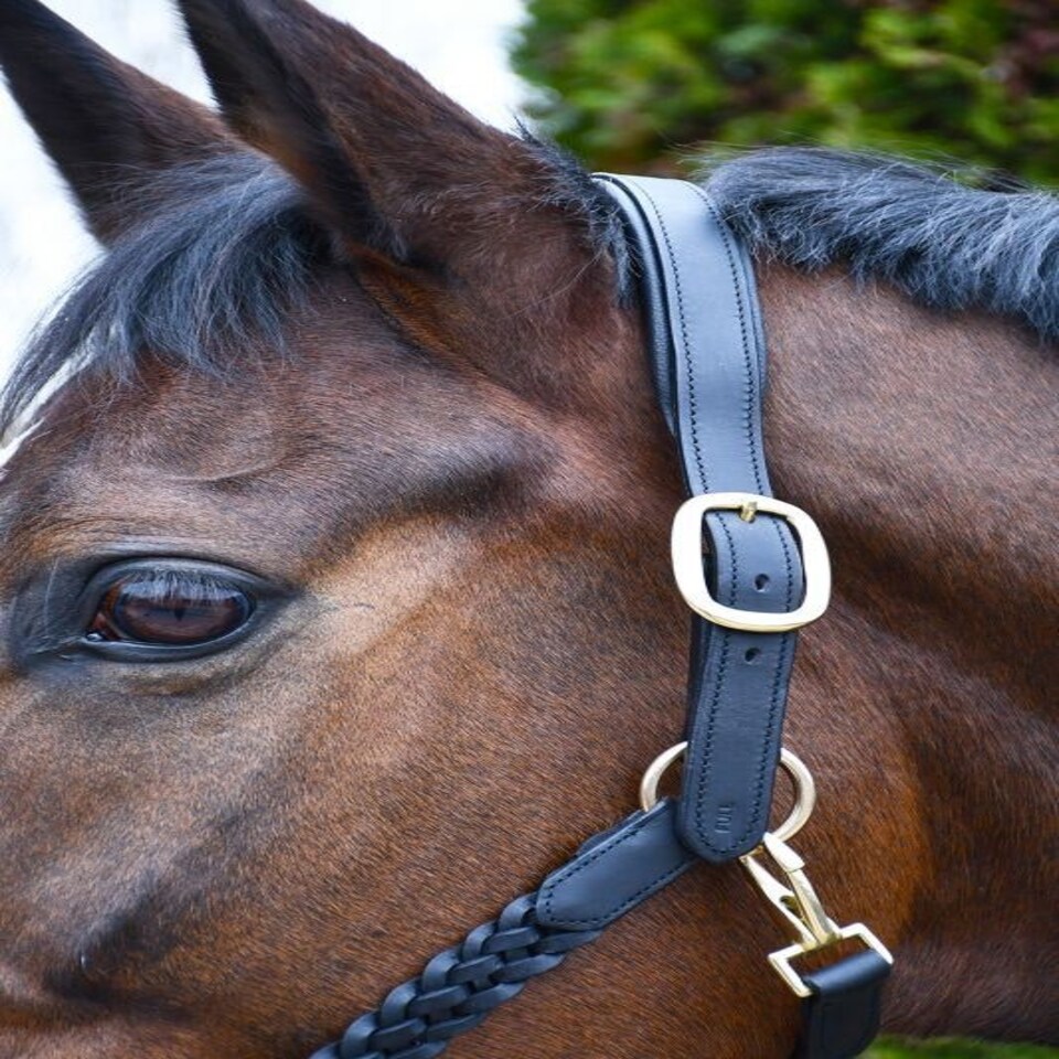 image 1 of Rhinegold Lazio Plaited Leather Headcollar & Lead Black | Size: Cob
Colour: Black
