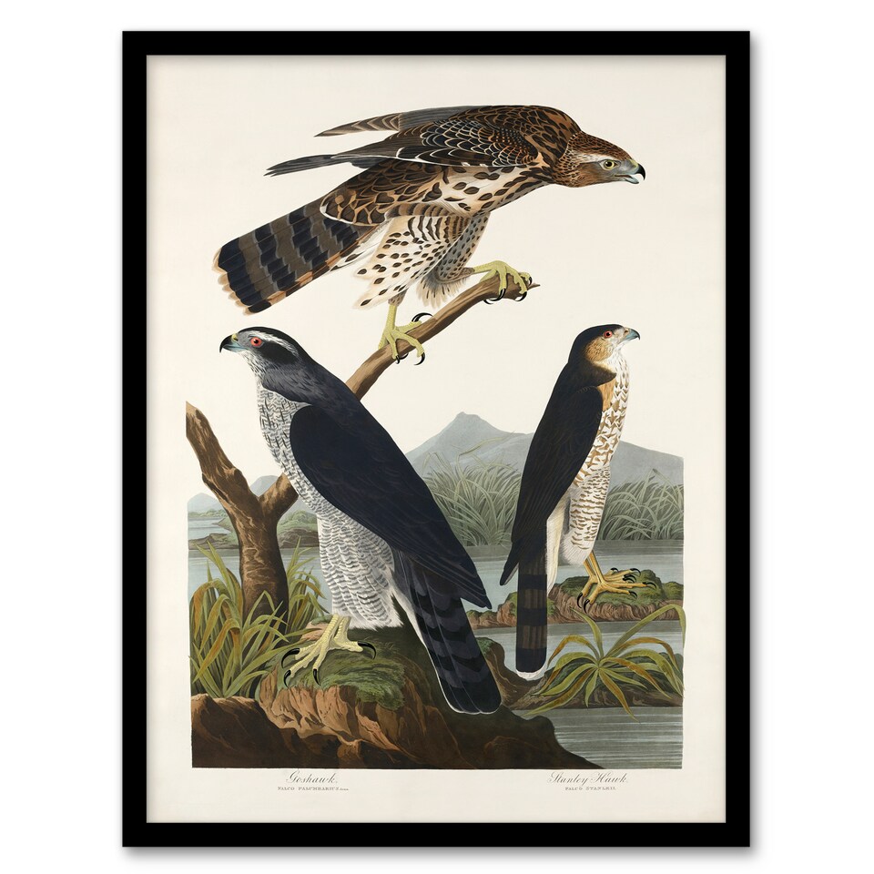John James Audubon Framed Wall Art Print Goshawk and Stanley Hawk Home ...