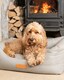 image 2 of Grey Luxury Dog Bed