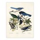 image 1 of Magpie Clarks Crow and Jays Audubon Nature Huge Wall Art Print 18X24 In