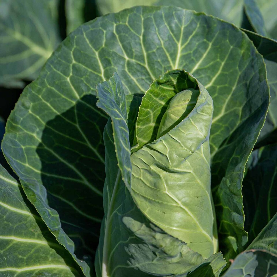 image 1 of Marshalls Garden Spring Cabbage 'Durham Early' - 12 Garden-Ready Plants for Early Spring Greens and Firm Pointed Hearts