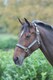 image 2 of Shires Topaz Nylon Headcollar | Blue | X-Full