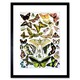 image 1 of Butterflies Moths Incect Encyclopedia 9x7" Black Framed Wall Art Print