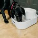 image 9 of Dog Mate Large Two-level Six-litre Pet Fountain – White (385) White