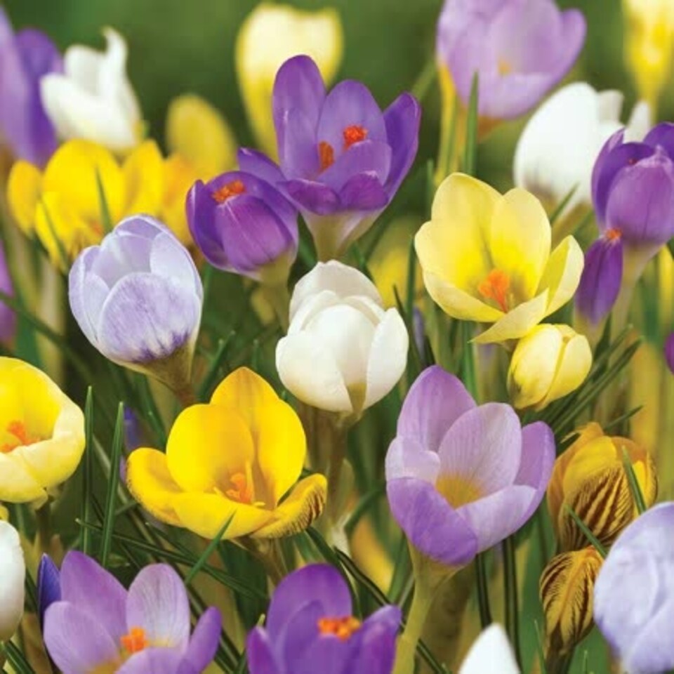 image 1 of Marshalls Garden Crocus Corms 'Mixed Species'