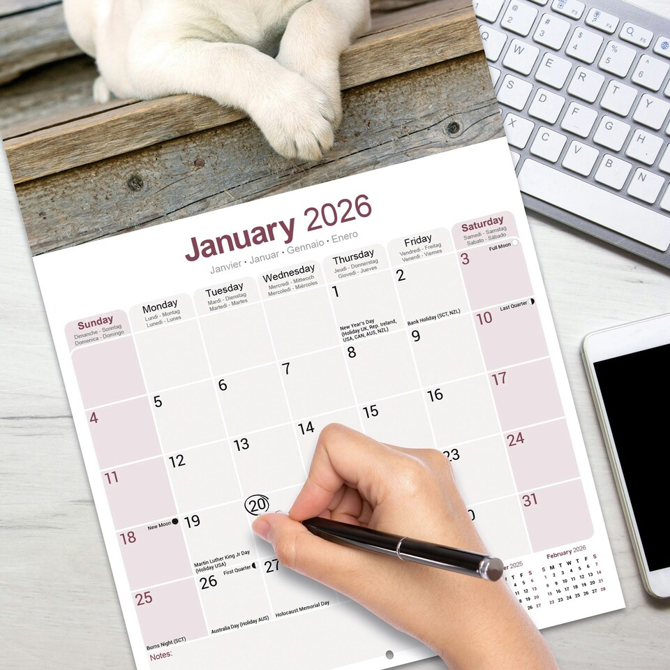 image 1 of Yellow Labrador Puppies 2026 Calendar | Square Wall Calendar | Dog Breed Gift | Plastic Free Packaging | by Avonside Publishing