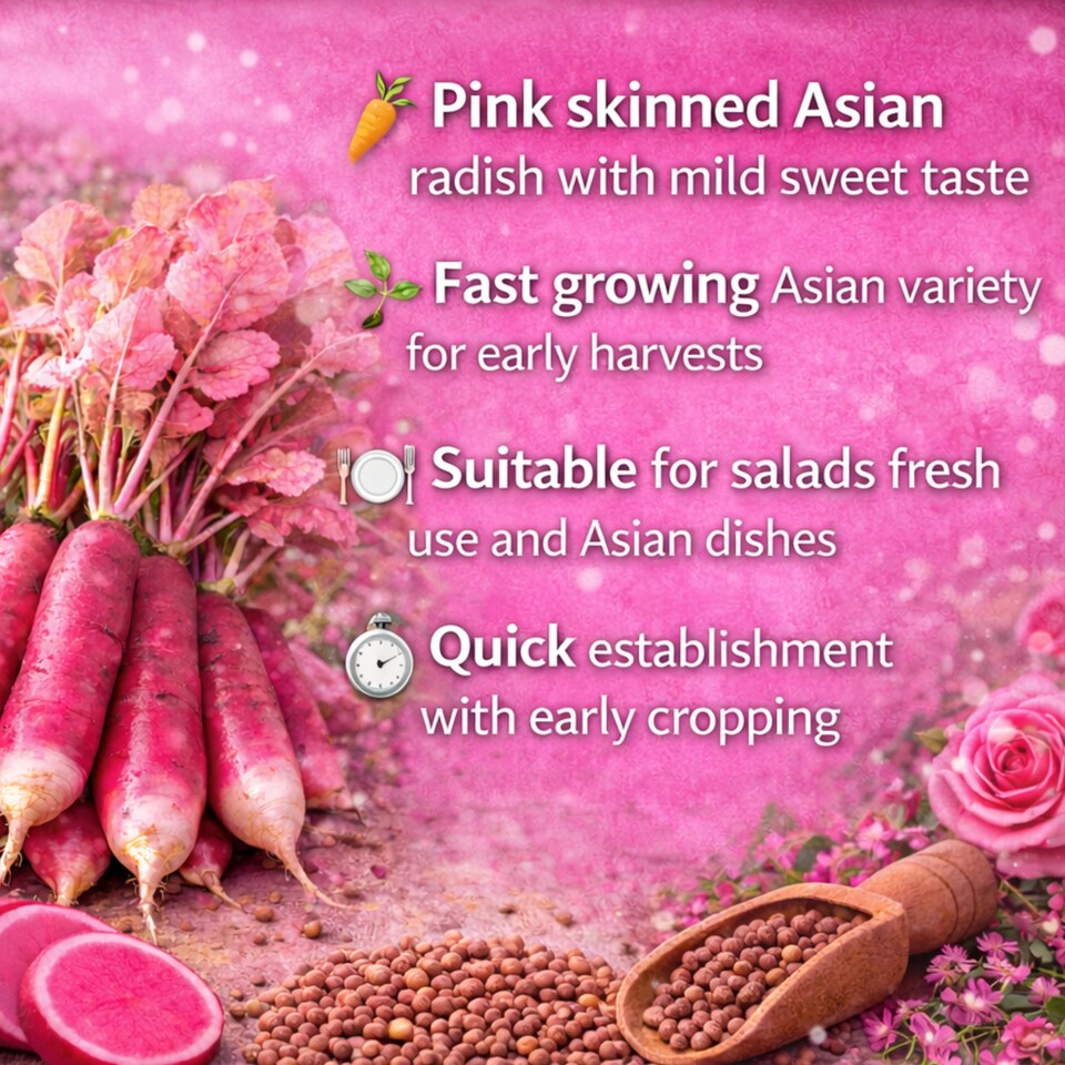China Rose Radish - Tesco Groceries