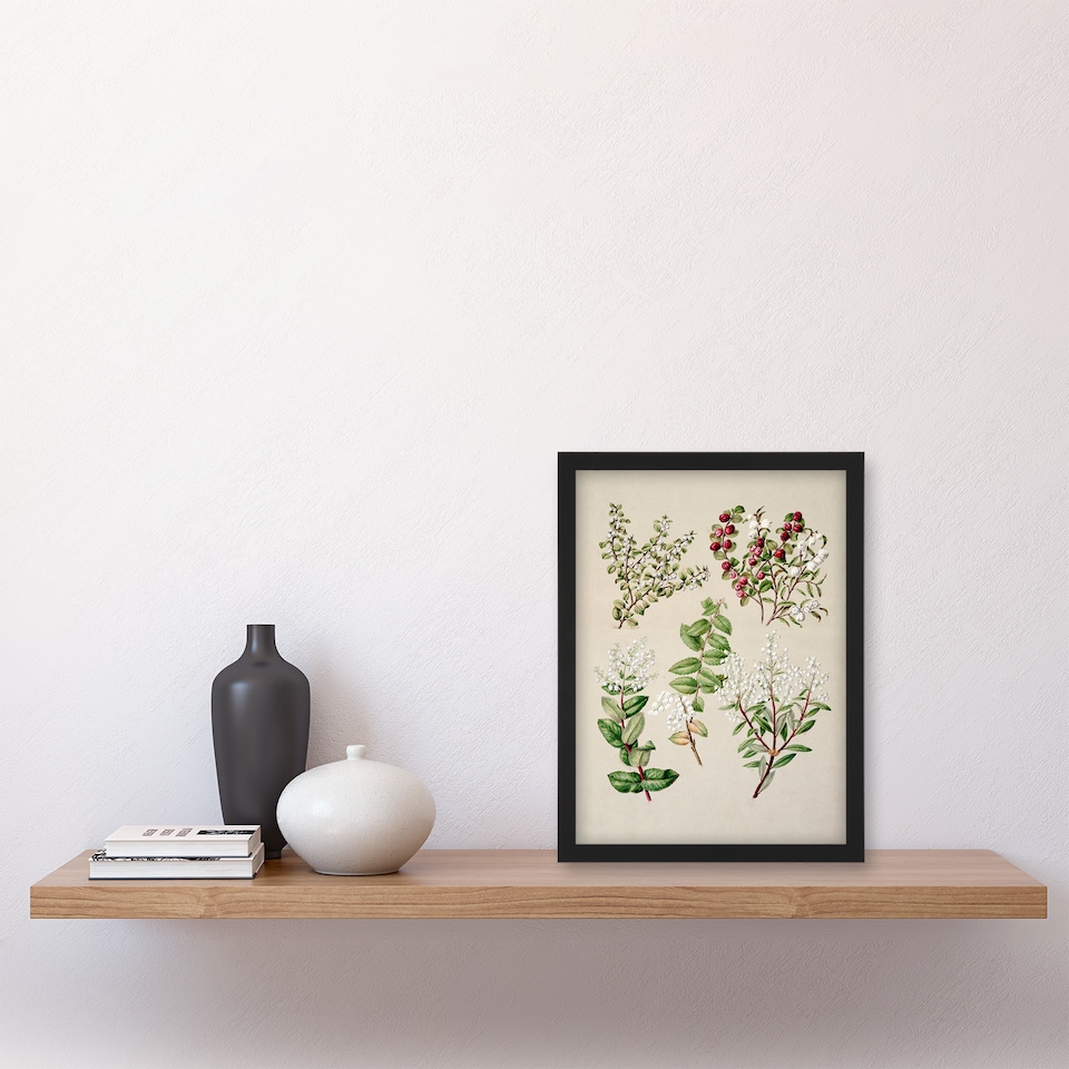 image 1 of Sarah Featon Framed Wall Art New Zealand Gaultheria Flowering Plant Home Décor