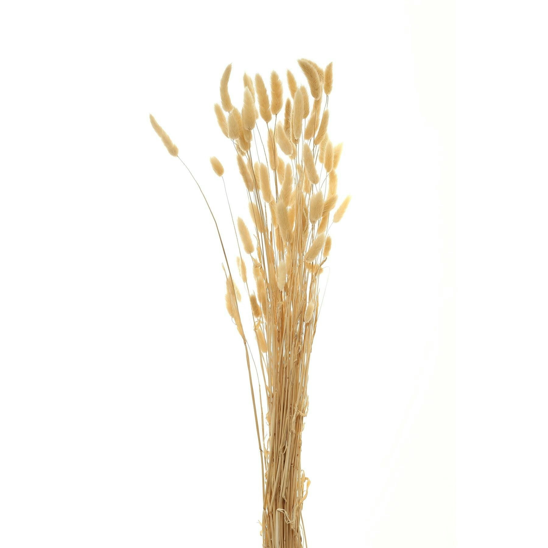 Hill Interiors Bunny Tail Dried Plant - Natural - One Size