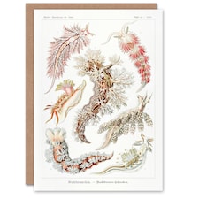 Ernst Haeckel Art Card Nudibranch Sea Slug Molluscs
