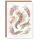 image 1 of Ernst Haeckel Art Card Nudibranch Sea Slug Molluscs