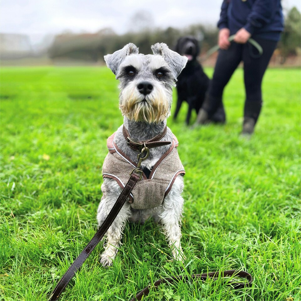 image 1 of HugglePets Legacy Leather Dog Lead Black