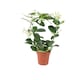 image 2 of Stephanotis Jasmine Hoop  Fragrant Indoor Flowering Plant in 12cm White Ceramic Pot