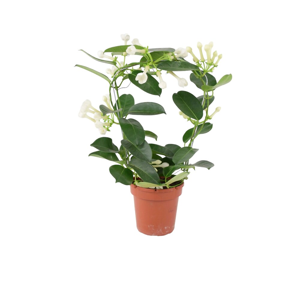 image 1 of Stephanotis Jasmine Hoop  Fragrant Indoor Flowering Plant in 12cm White Ceramic Pot
