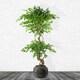 image 1 of Large Composite Diamond Planter Grey
