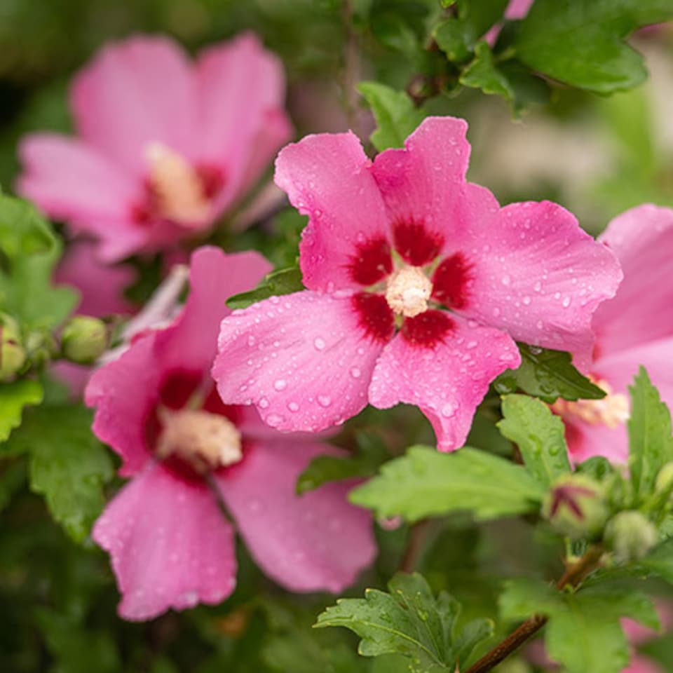 image 1 of Hibiscus Woodbridge 3L pot award winning shrub