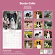 image 2 of Border Collie 2026 Calendar | Square Wall Calendar | Dog Breed Gift | Plastic Free Packaging | by Avonside Publishing