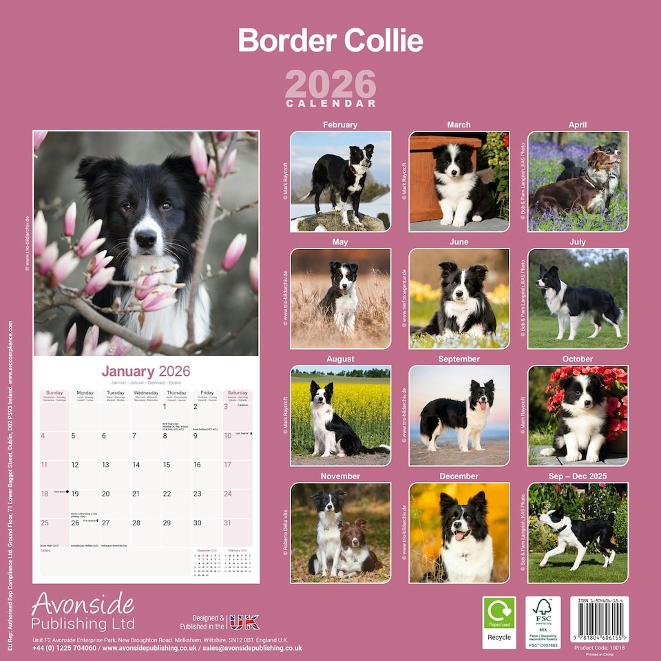 image 1 of Border Collie 2026 Calendar | Square Wall Calendar | Dog Breed Gift | Plastic Free Packaging | by Avonside Publishing