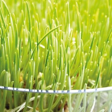 Unwins Wheatgrass Seeds (Sprouting) 400 Seeds
