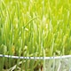 image 1 of Unwins Wheatgrass Seeds (Sprouting) 400 Seeds