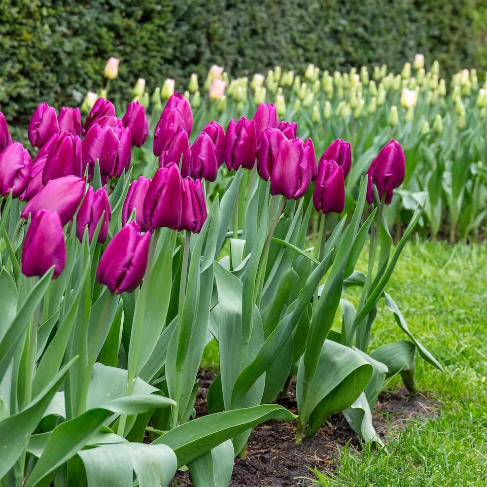 image 1 of Marshalls Garden Tulip Bulbs 'Purple Prince' – 10 Bulbs, Early-Flowering Purple Tulips