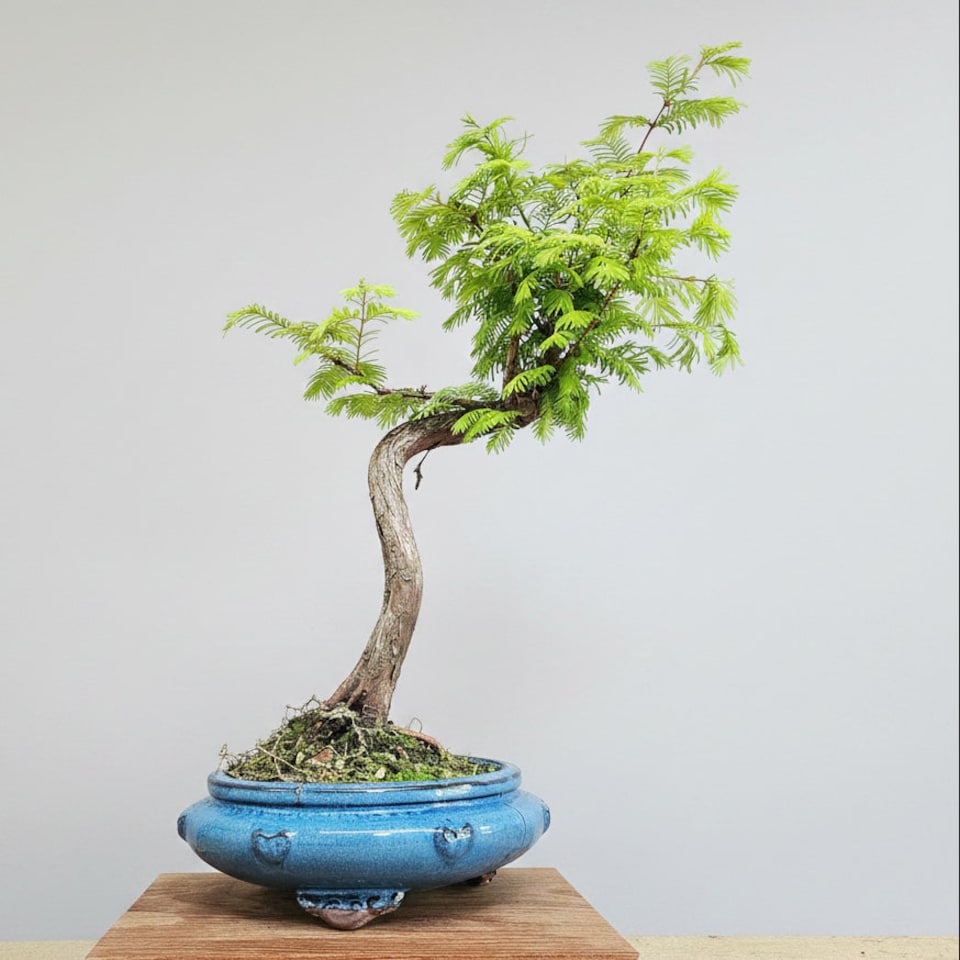 image 1 of Yorkshire Bonsai Dawn Redwood (Metasequoia) Bonsai Tree Shaped In 25cm Pot