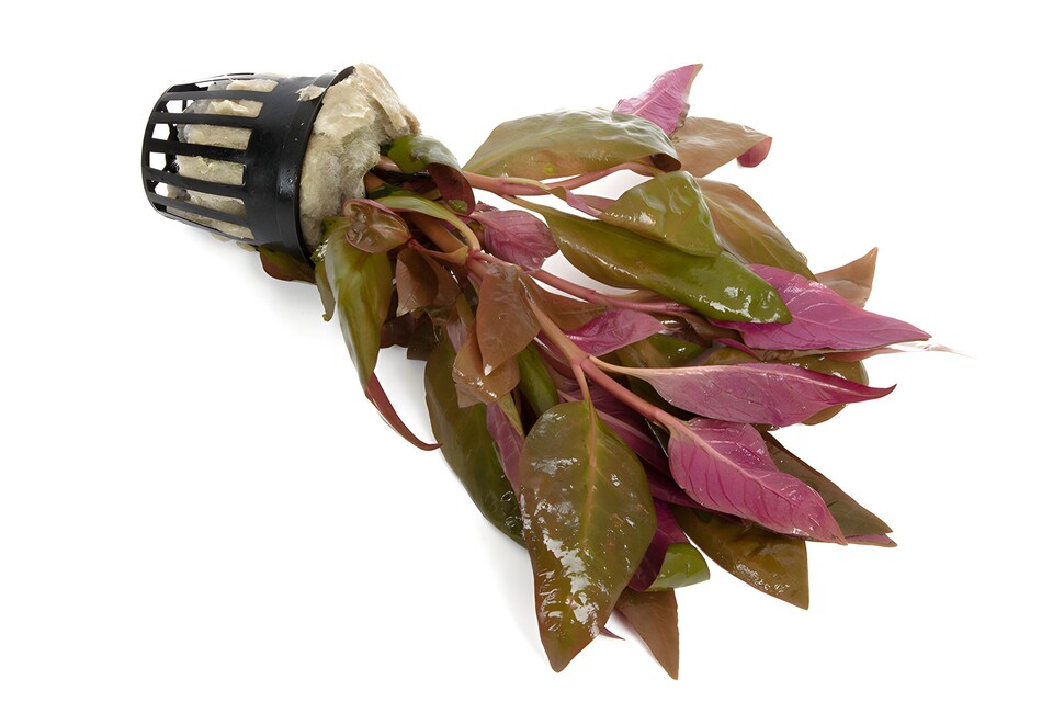 image 1 of Alternanthera lilacina - Live Aquarium Plant for Midground Planting - Fish Tank Plant