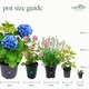 image 4 of 1 x Kalanchoe Oricula in 8.5cm Pot - Easy Care Indoor Houseplant