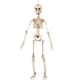 image 1 of Halloween Prop Movable Skeleton Hanging Decoration 50cm