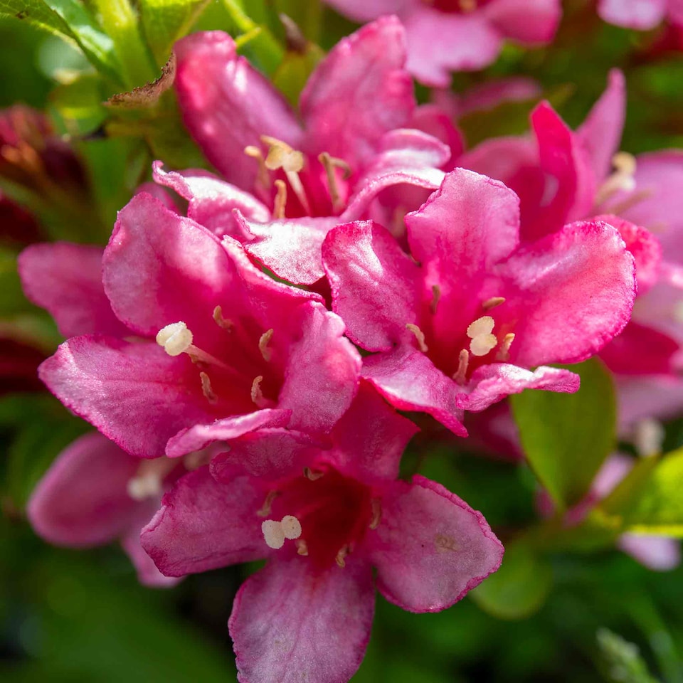 image 1 of Marshalls Garden Weigela Picobella 'Rosa' Compact Pink Flowering Shrub | Pink | Pink | 3L Plants