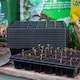 image 8 of Marshalls Garden Cauliflower Seeds Skywalker - Cold-tolerant, 20 Seeds | Green | White