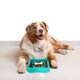 image 2 of Slow Feeder Pet Dog Puppy Food Bowl Water Portion Control Healthy Digestion
