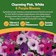 image 2 of Pronto Seed Petunia Grow Your Own Kit with Decorative Milk Churn Planter - Colourama Mix - Garden Gift for Beginners | Multi | Pink and purple flowering mix | Petunia Milkchurn | 1