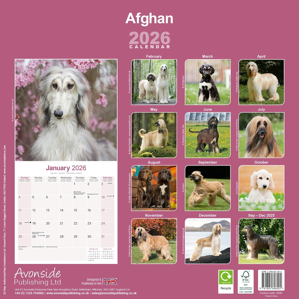 image 1 of Afghan 2026 Calendar | Square Wall Calendar | Dog Breed Gift | Plastic Free Packaging | by Avonside Publishing