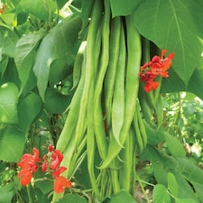 Bean Runner Firestorm 1 Seed Packet (40 Seeds)