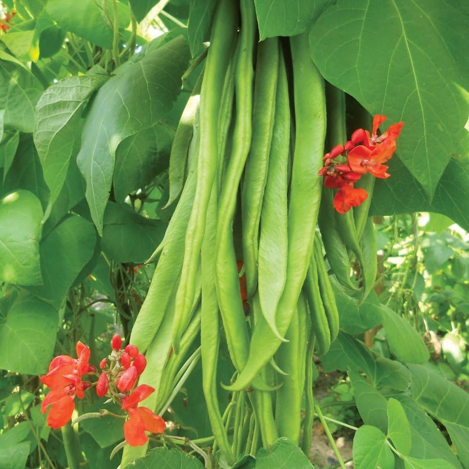 Bean Runner Firestorm 1 Seed Packet (40 Seeds)