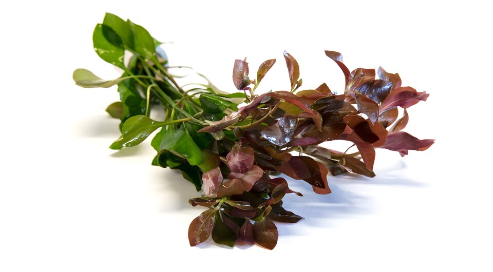 image 1 of Ludwigia repens - Live Aquarium Plant for Midground Planting, No CO2 Needed - Fish Tank Plant
