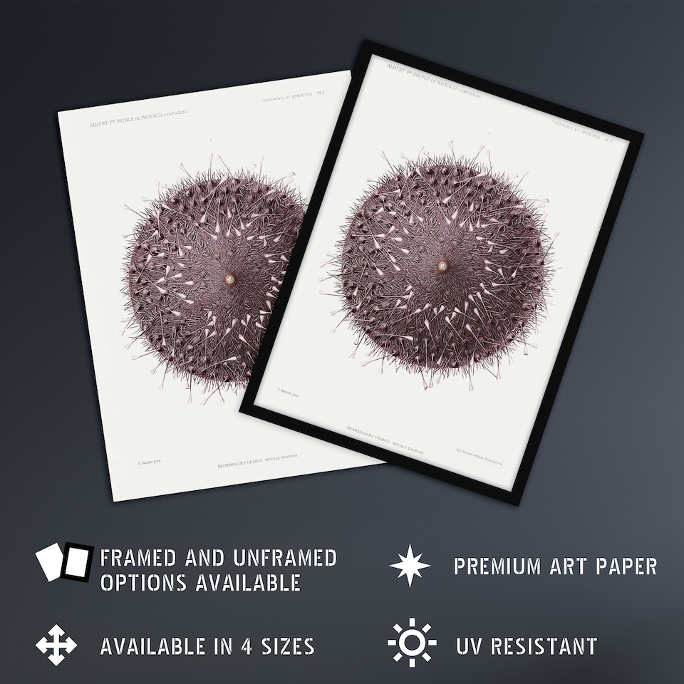 image 1 of Sea Urchin Marine Life Illustration Albert I Huge Wall Art Poster Print 24X32"