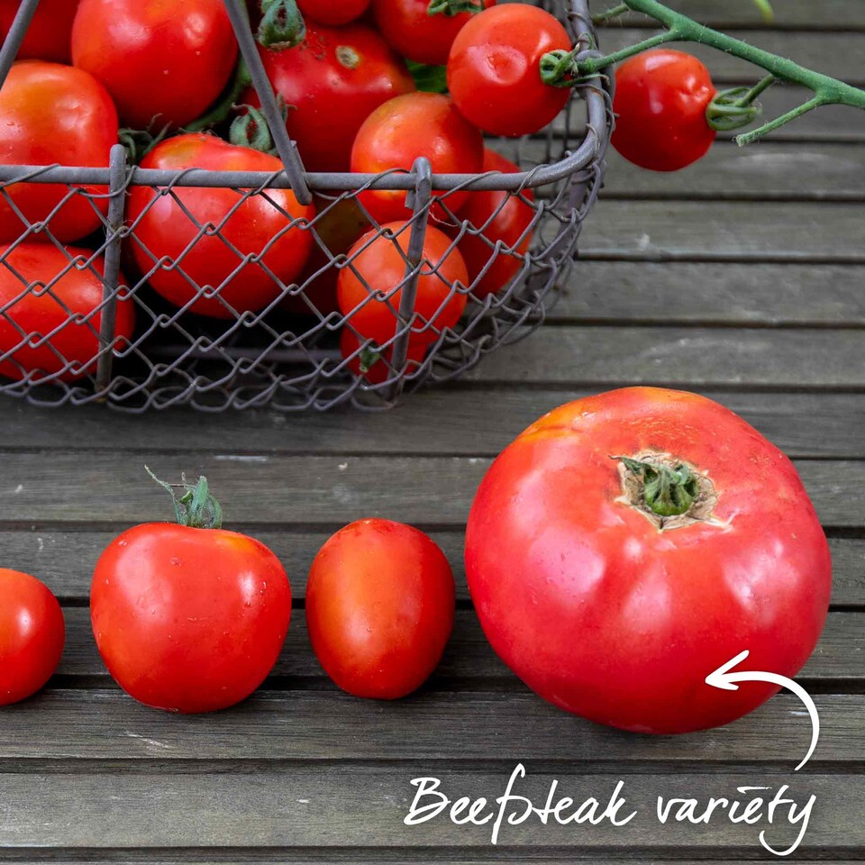 image 1 of Marshalls Garden Super Marmande Tomato Seeds - 55 seeds