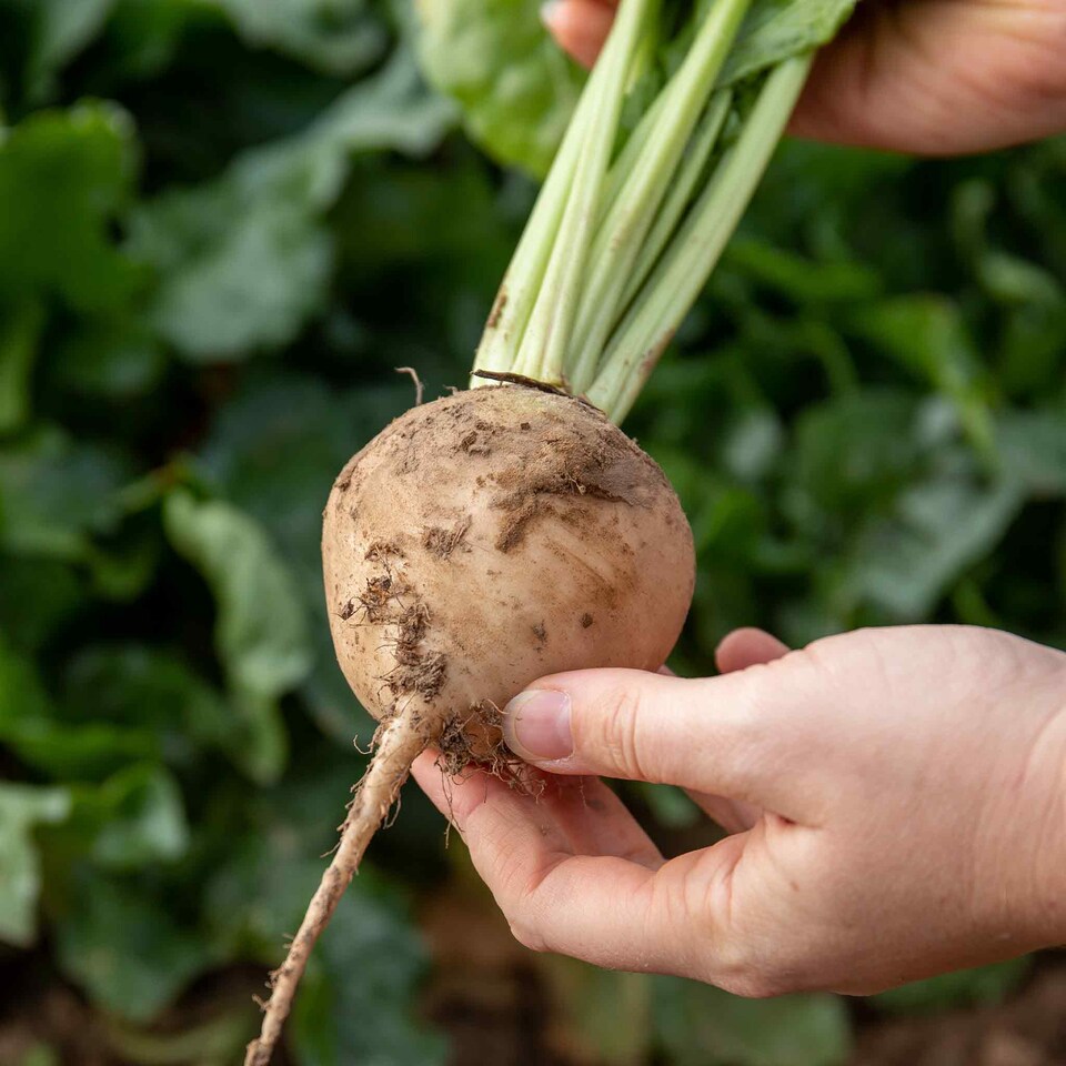 image 1 of Marshalls Garden Beetroot Seeds 'Quattro Gourmet Mix' | Purple | White, Pink, Yellow, Orange, Red, Purple | Seeds