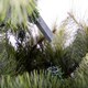 image 8 of 6Ft Kentucky Pine Plain Christmas Tree Green | 6ft