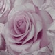 image 2 of Muriva Madison Rose Glitter Wallpaper - Amethyst/Lilac - One Size Purple