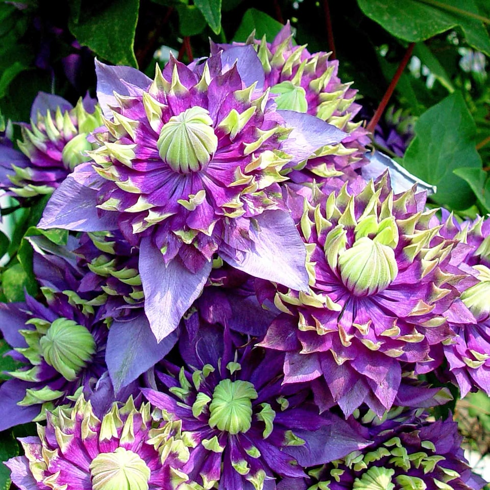 image 1 of Marshalls Garden Clematis 'Taiga' 3 Litre - Compact Bicolour Climber