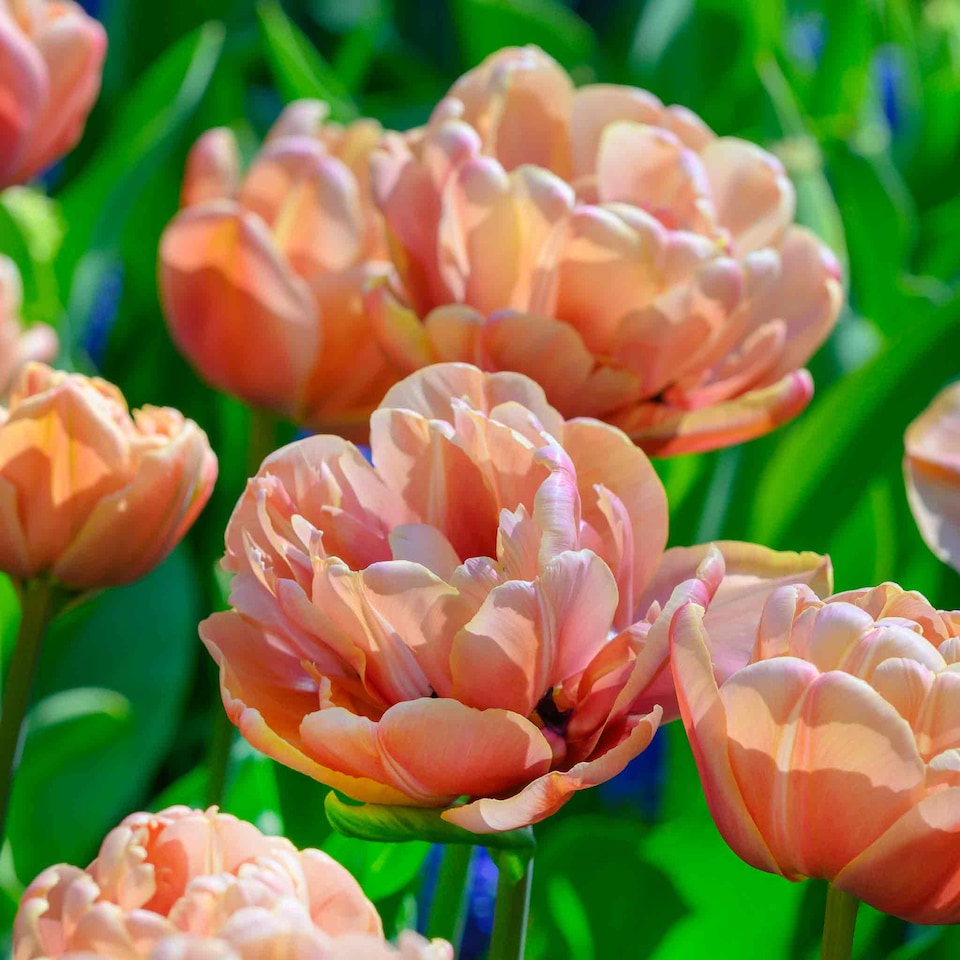 image 1 of Marshalls Garden Tulip Bulbs Copper Image (Double Copper-Pink) - 10 Bulbs